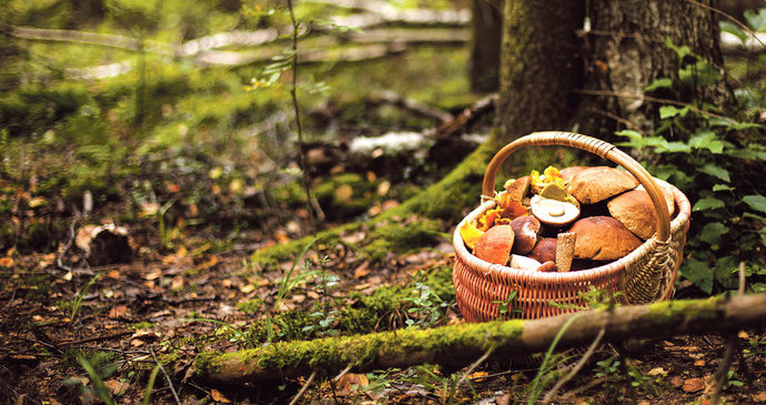 Začala houbařská sezóna